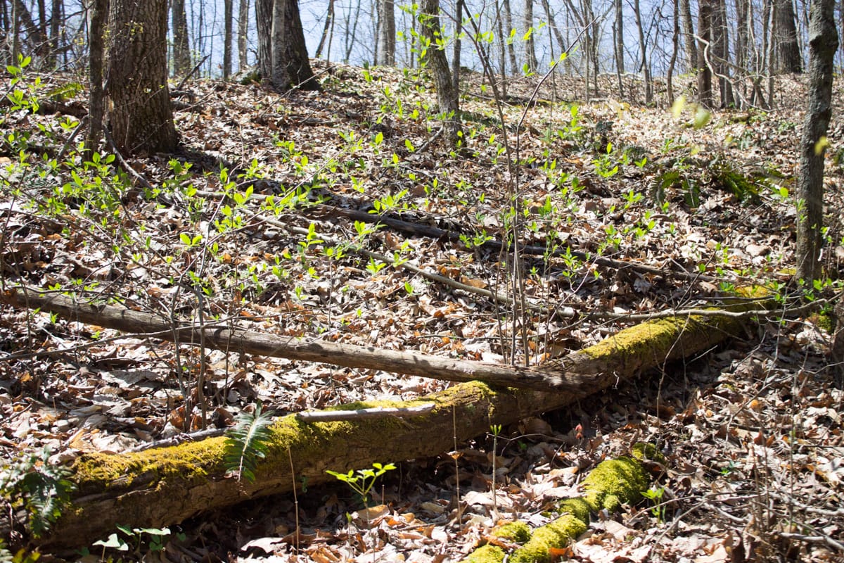 Chestnut Oak Ridge photo 9