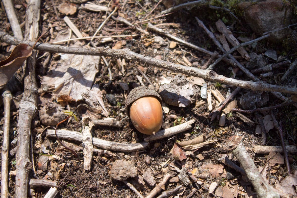 Chestnut Oak Ridge photo 17