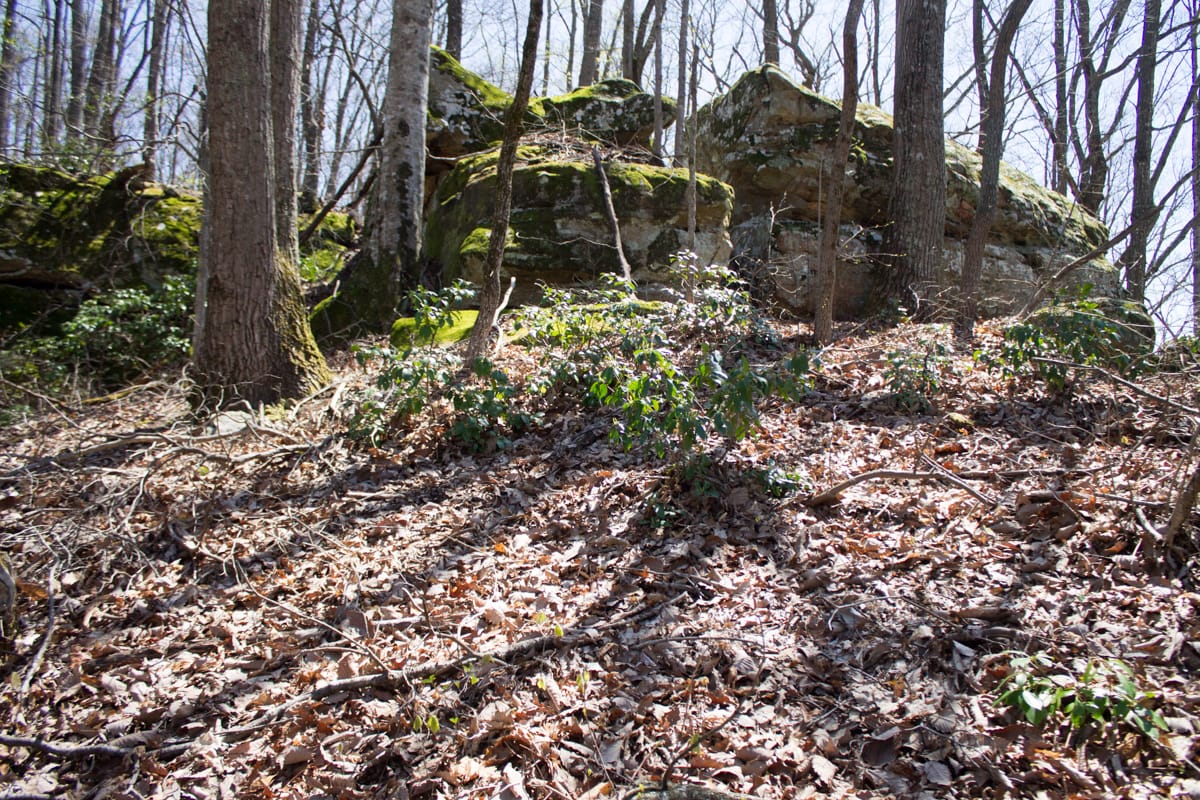 Chestnut Oak Ridge photo 15