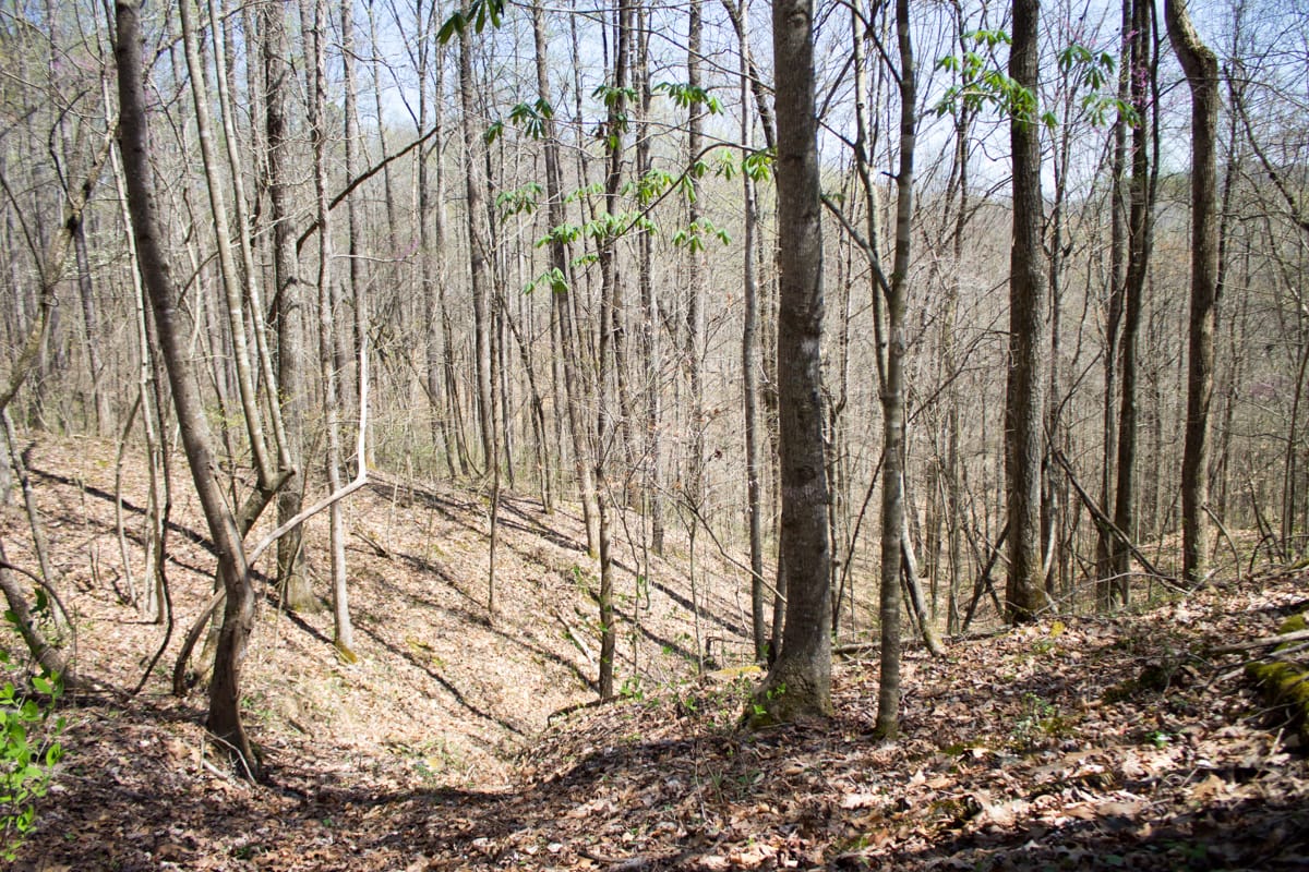 Chestnut Oak Ridge photo 8