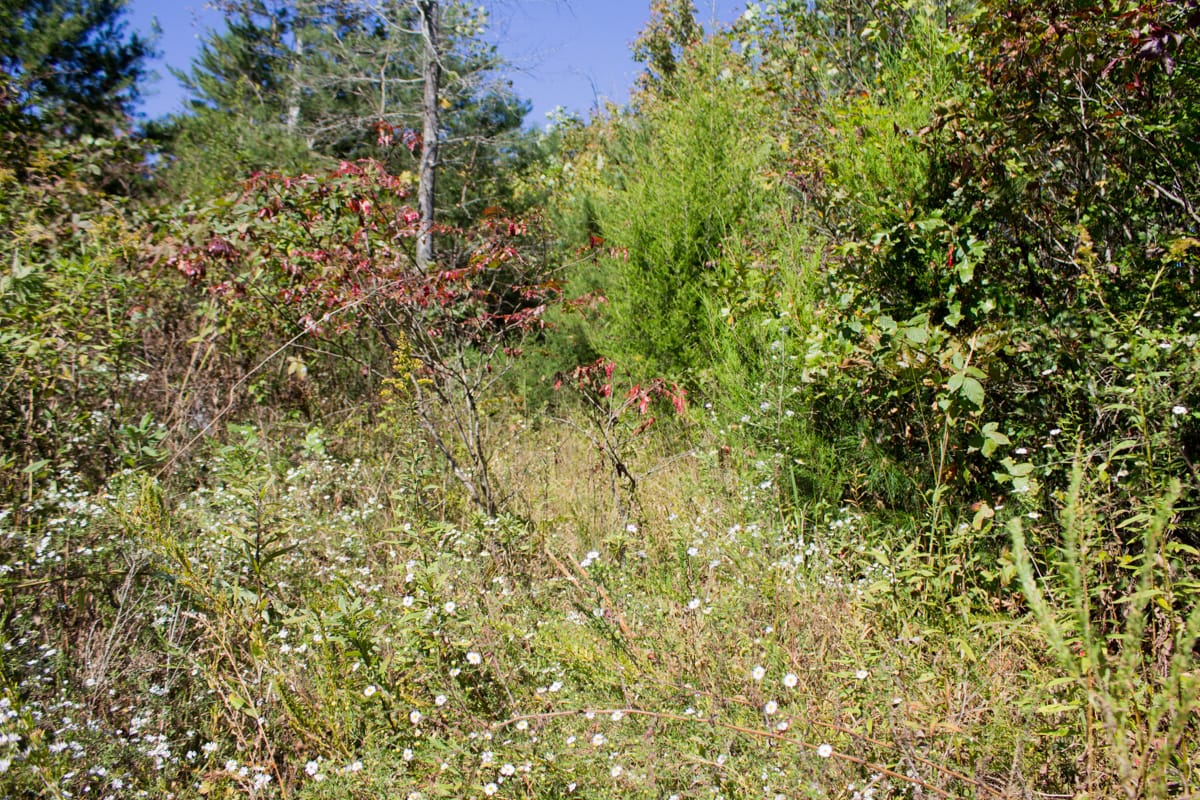 Upper Line Creek photo 11