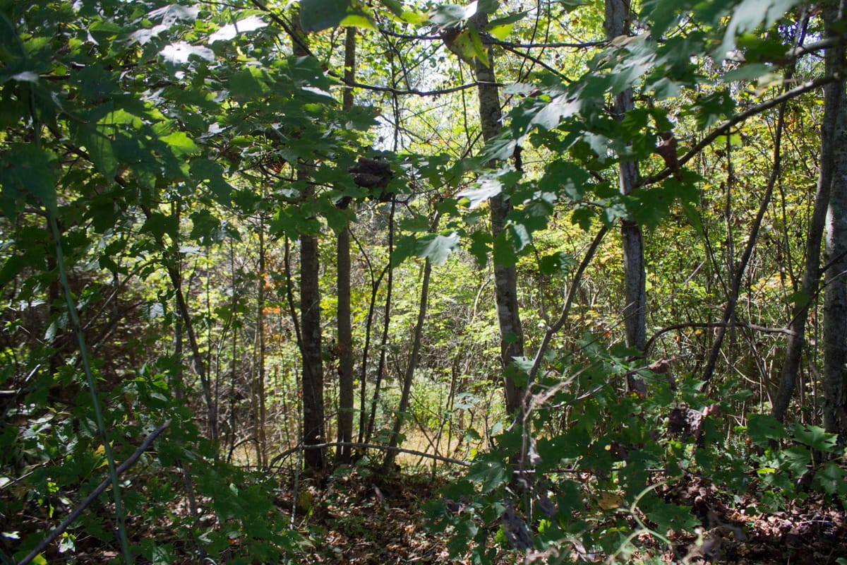 Upper Line Creek photo 7