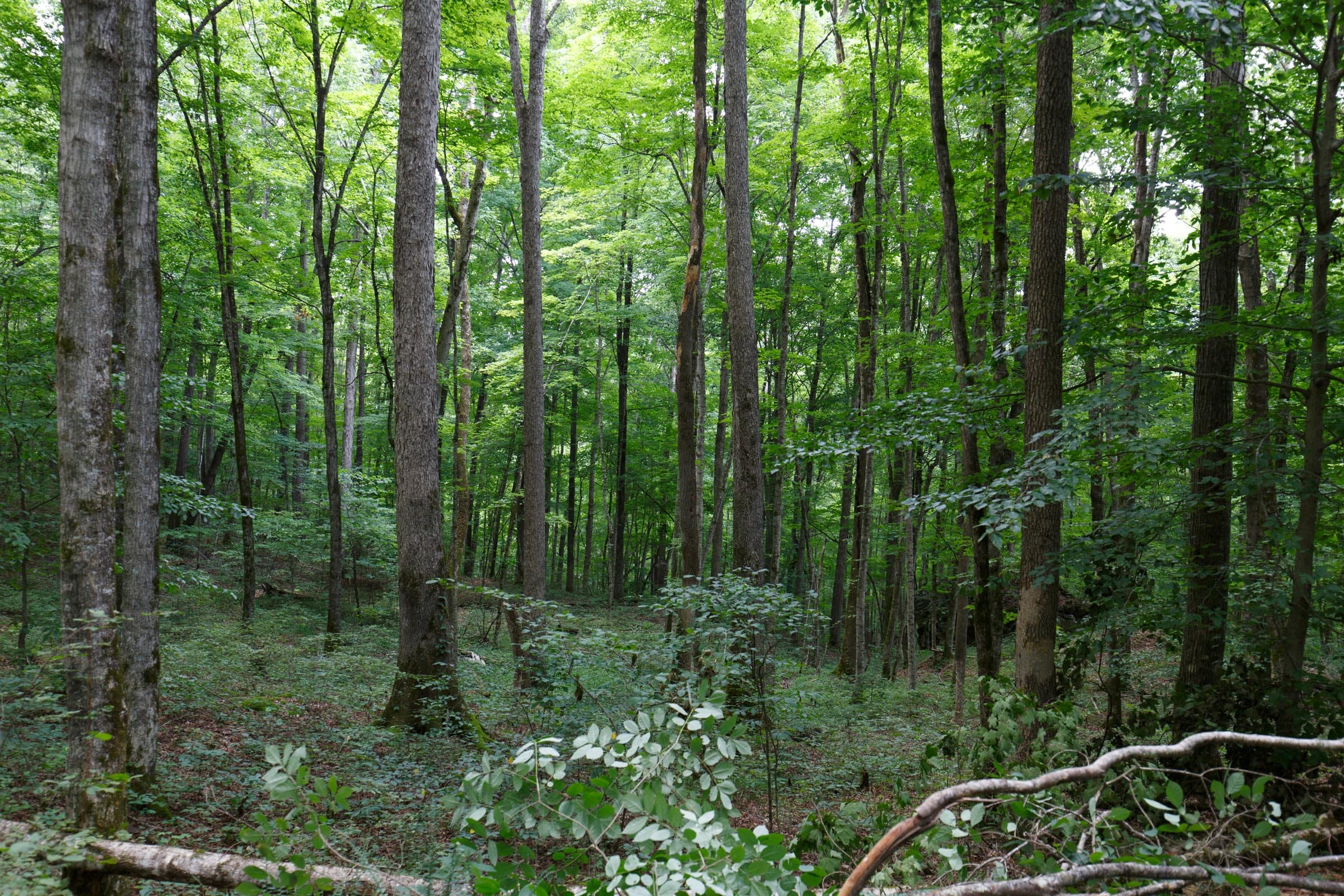 Rolling Hills photo 16