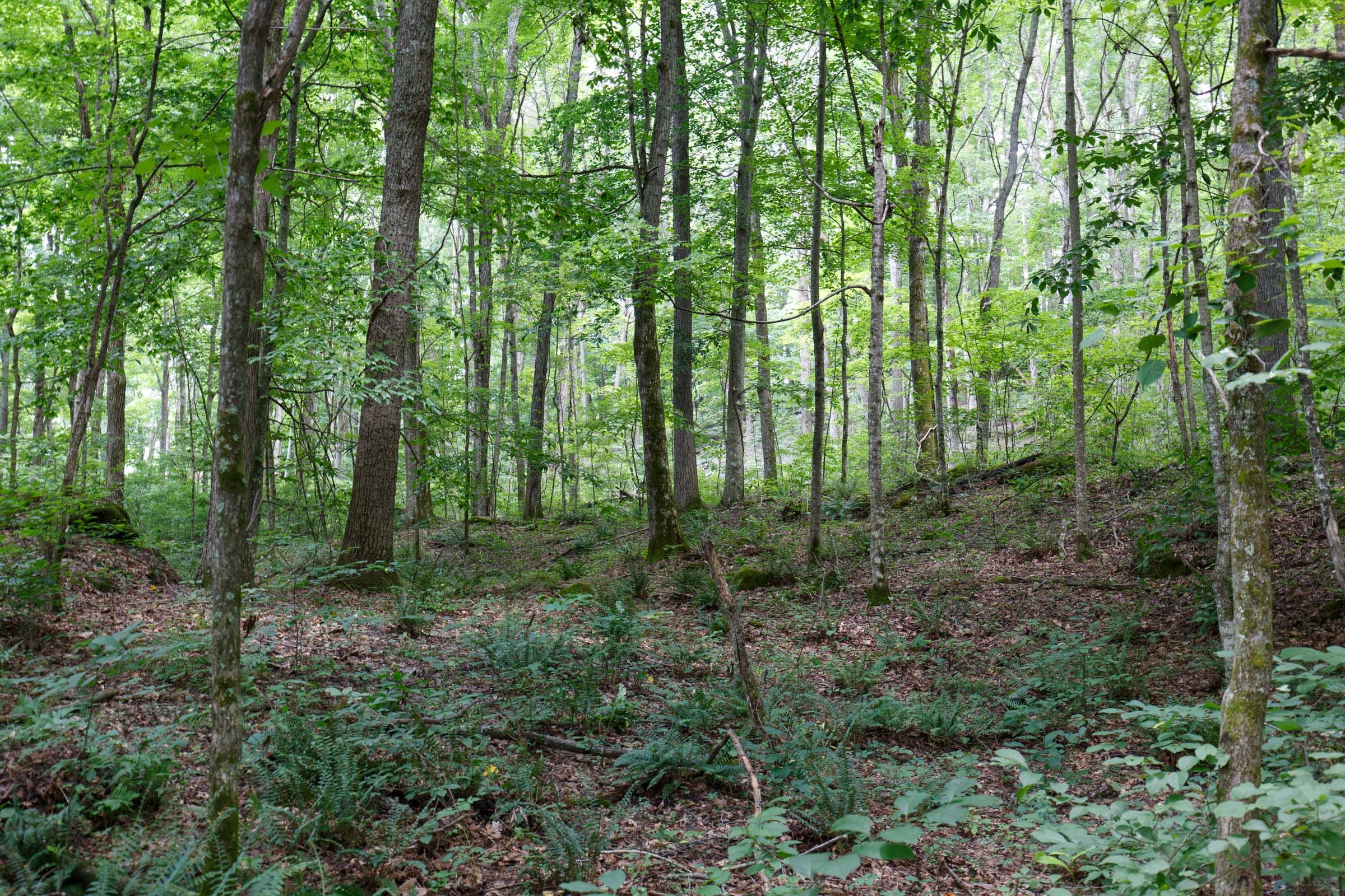 Rolling Hills photo 17