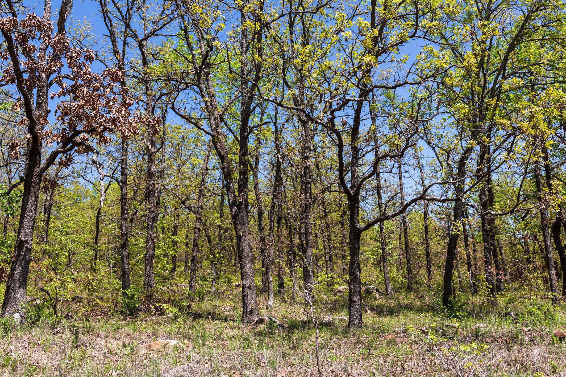 Allie’s Acres photo 2