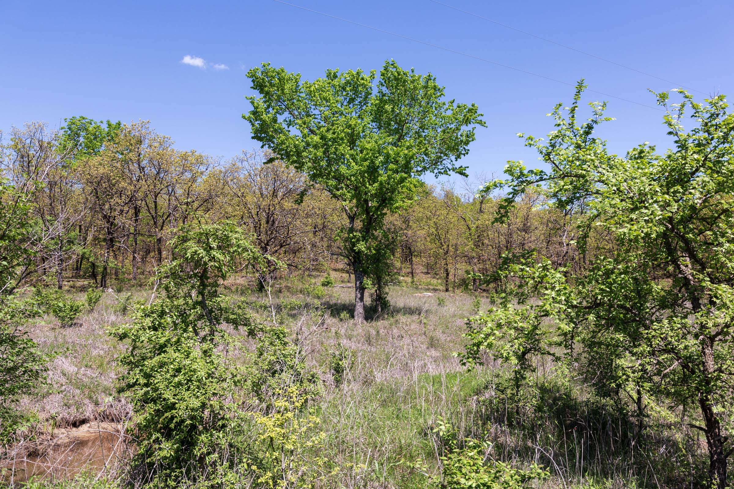 Allie’s Acres photo 1