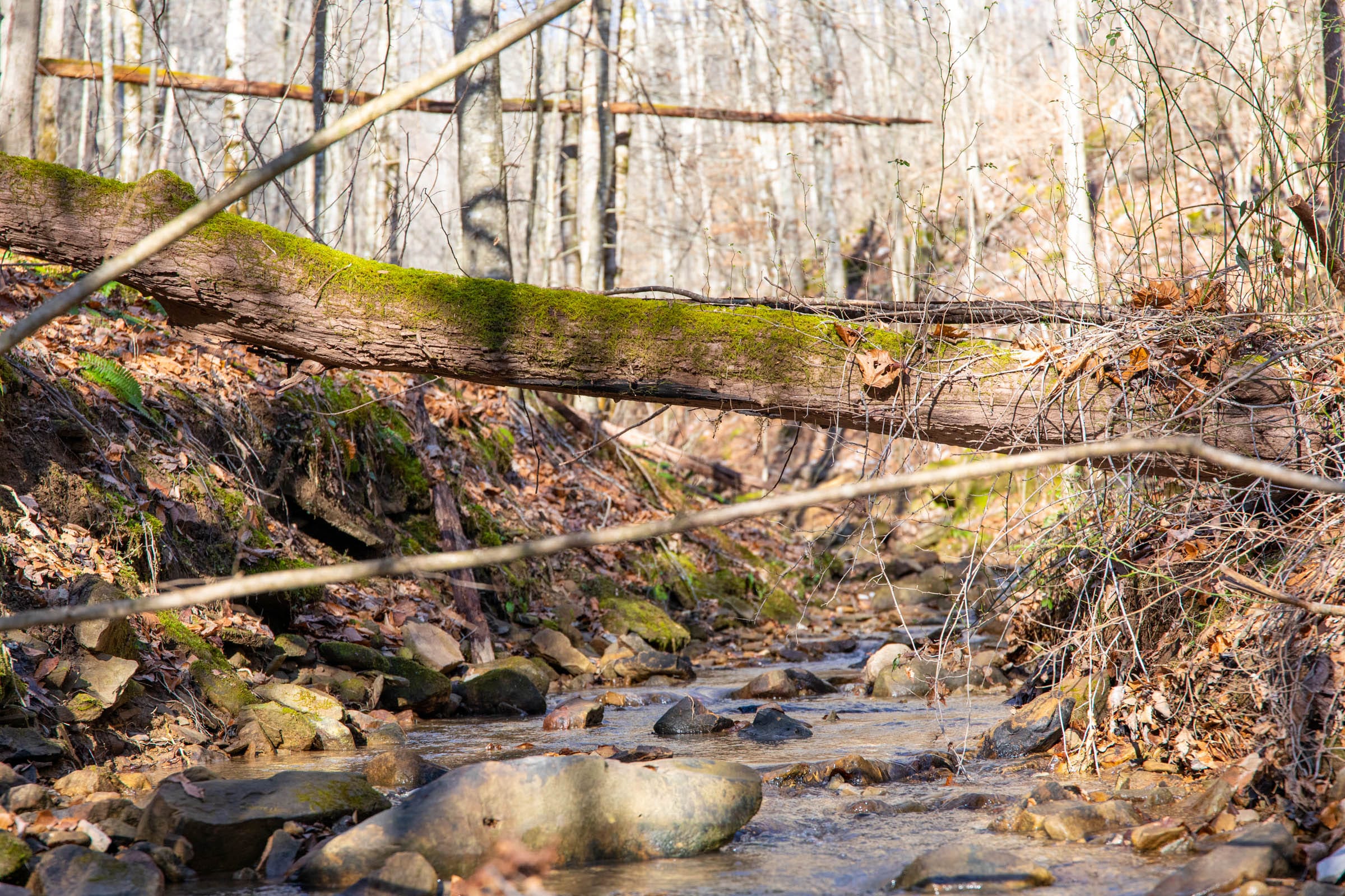 Blackstone Mountain Phase I photo 8