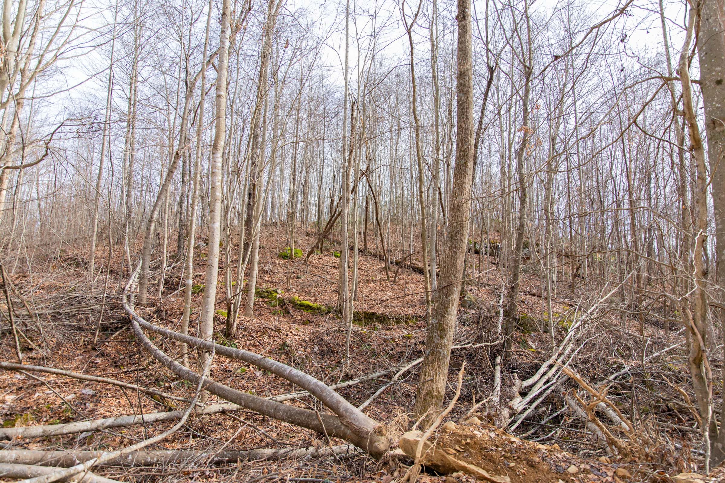 Blackstone Mountain Phase I photo 5
