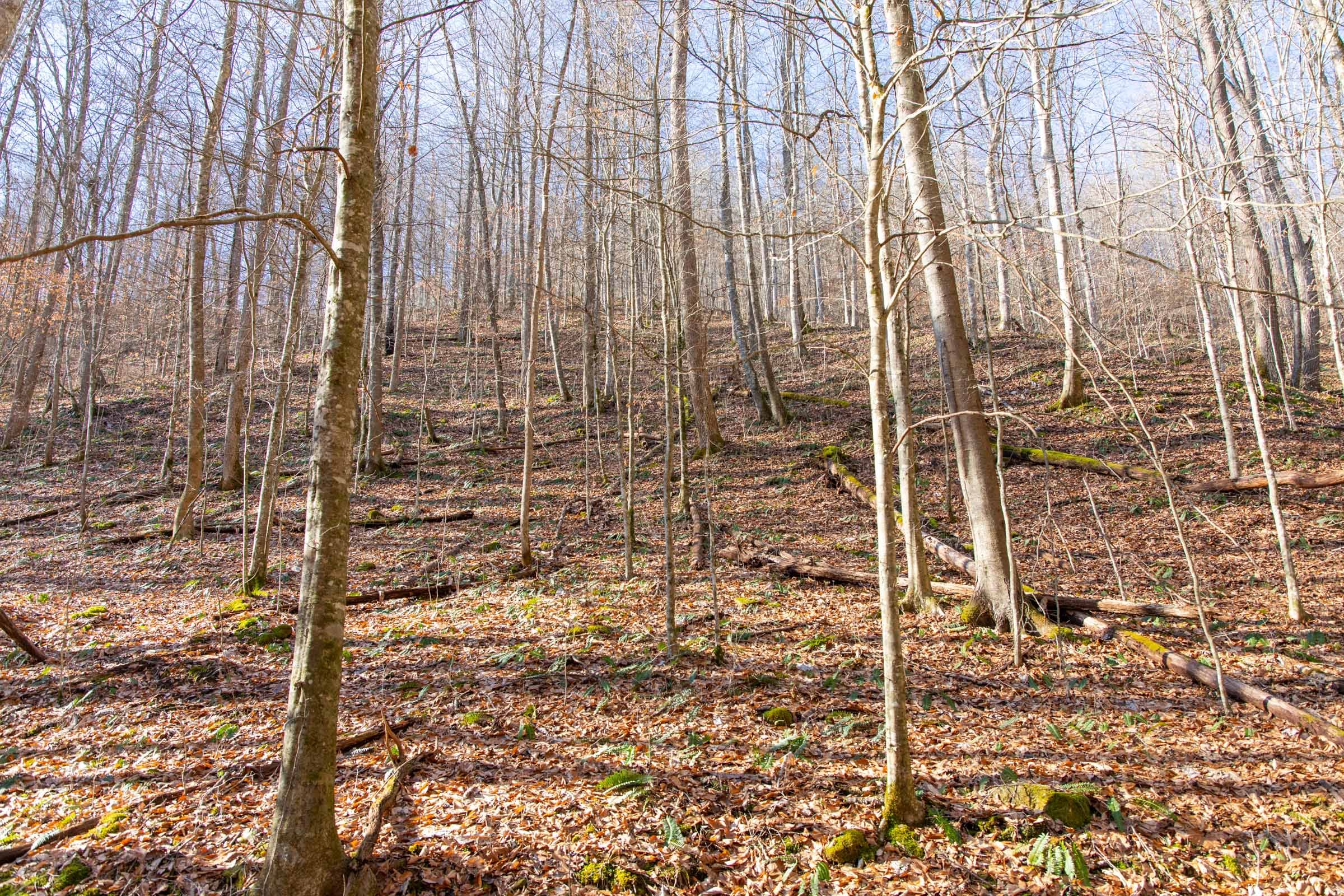 Blackstone Mountain Phase I photo 9