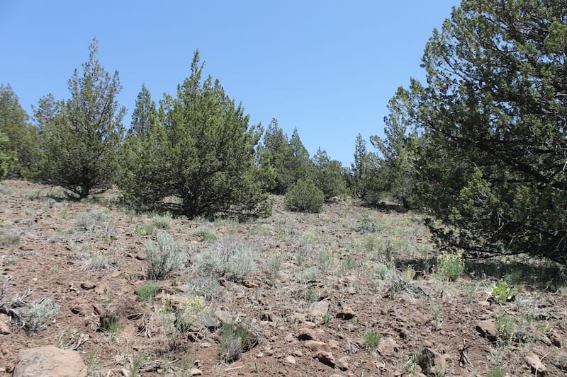 Moon Valley Ranch photo 12