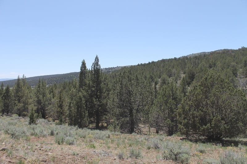 Moon Valley Ranch photo 9