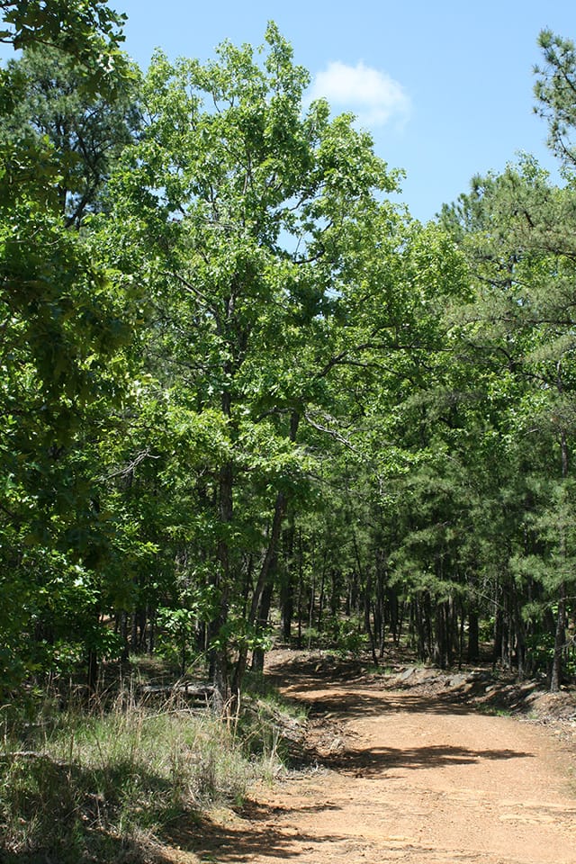 Pushmataha photo 15