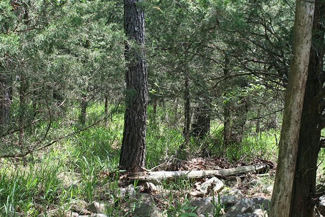 Pushmataha photo 5