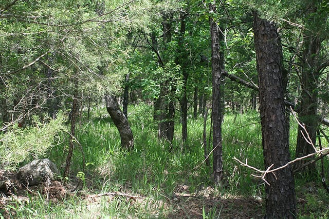 Pushmataha photo 6