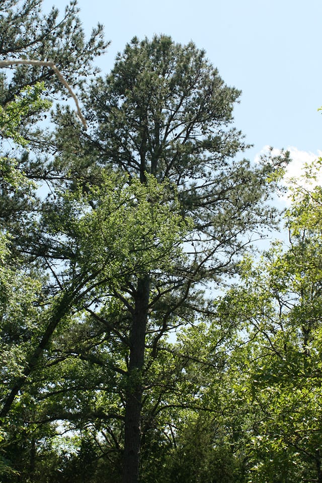 Pushmataha photo 12