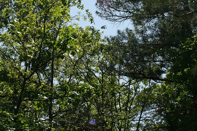 Pushmataha photo 10