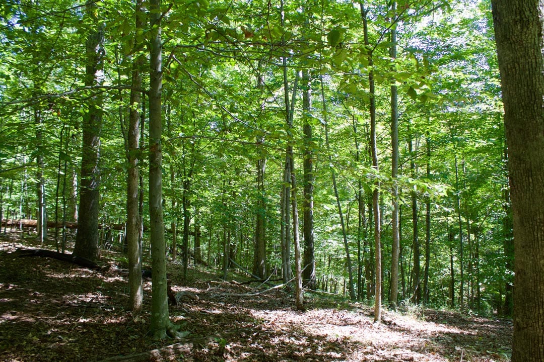 Heritage Hollow photo 20