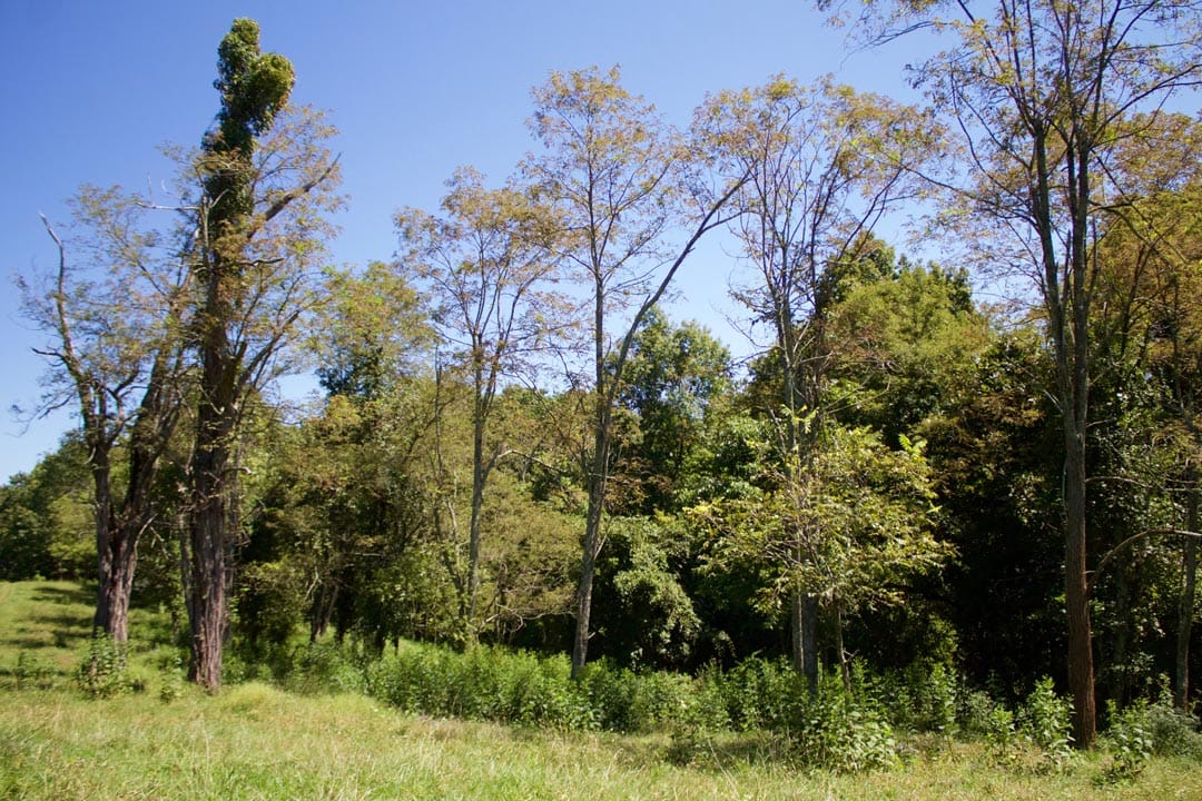 Heritage Hollow photo 19