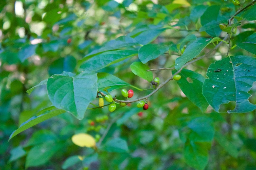 Heritage Hollow photo 21
