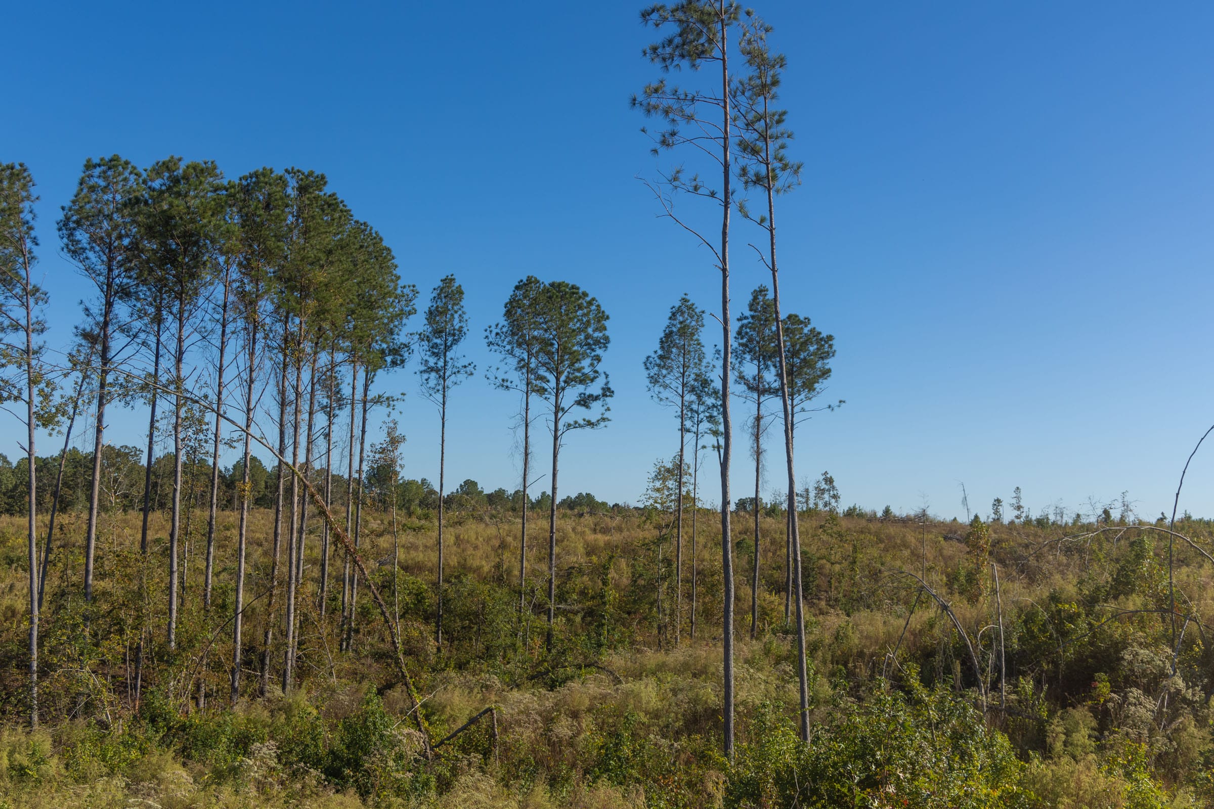 Meyer’s Ridge photo 20