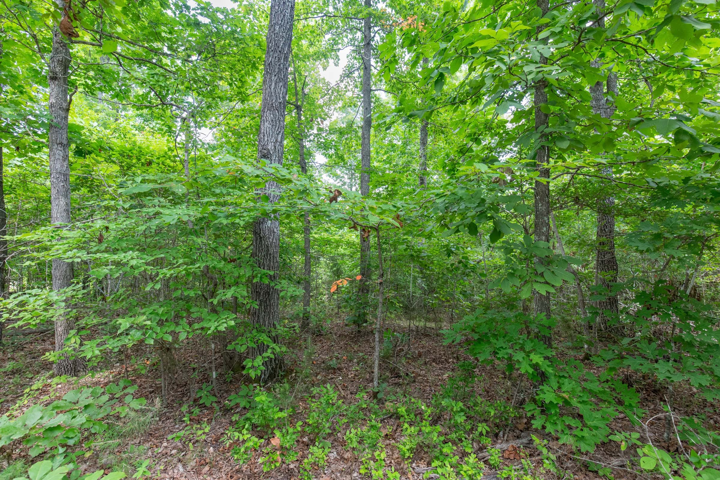 Cypress Ridge photo 5