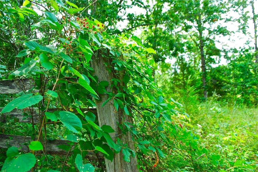 Barnes Hollow photo 6