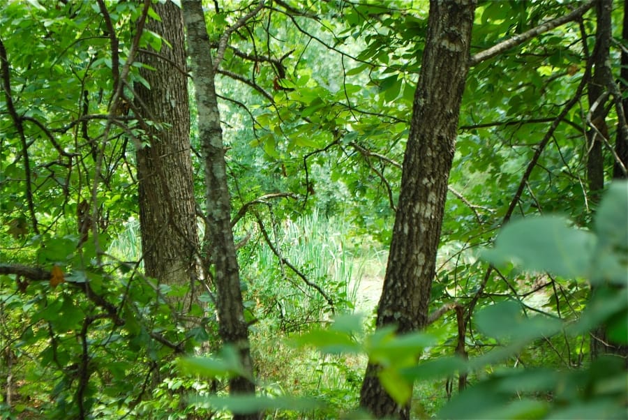 Barnes Hollow photo 2