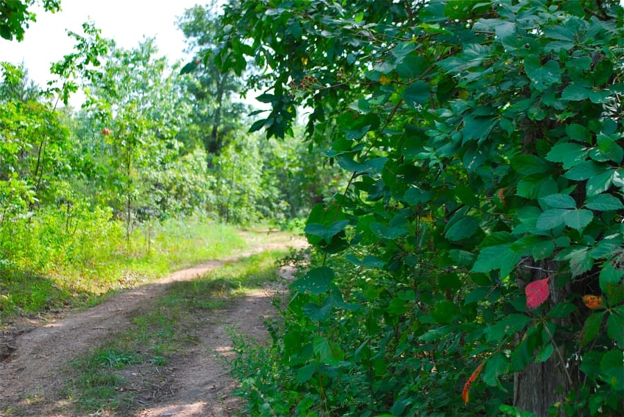 Barnes Hollow photo 3