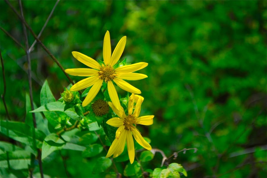 Barnes Hollow photo 4