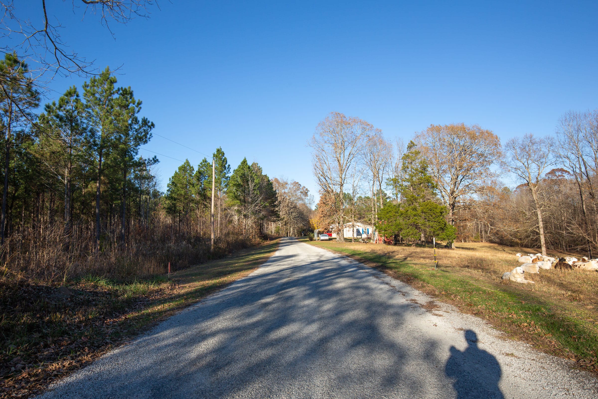 Whetstone Pines photo 2