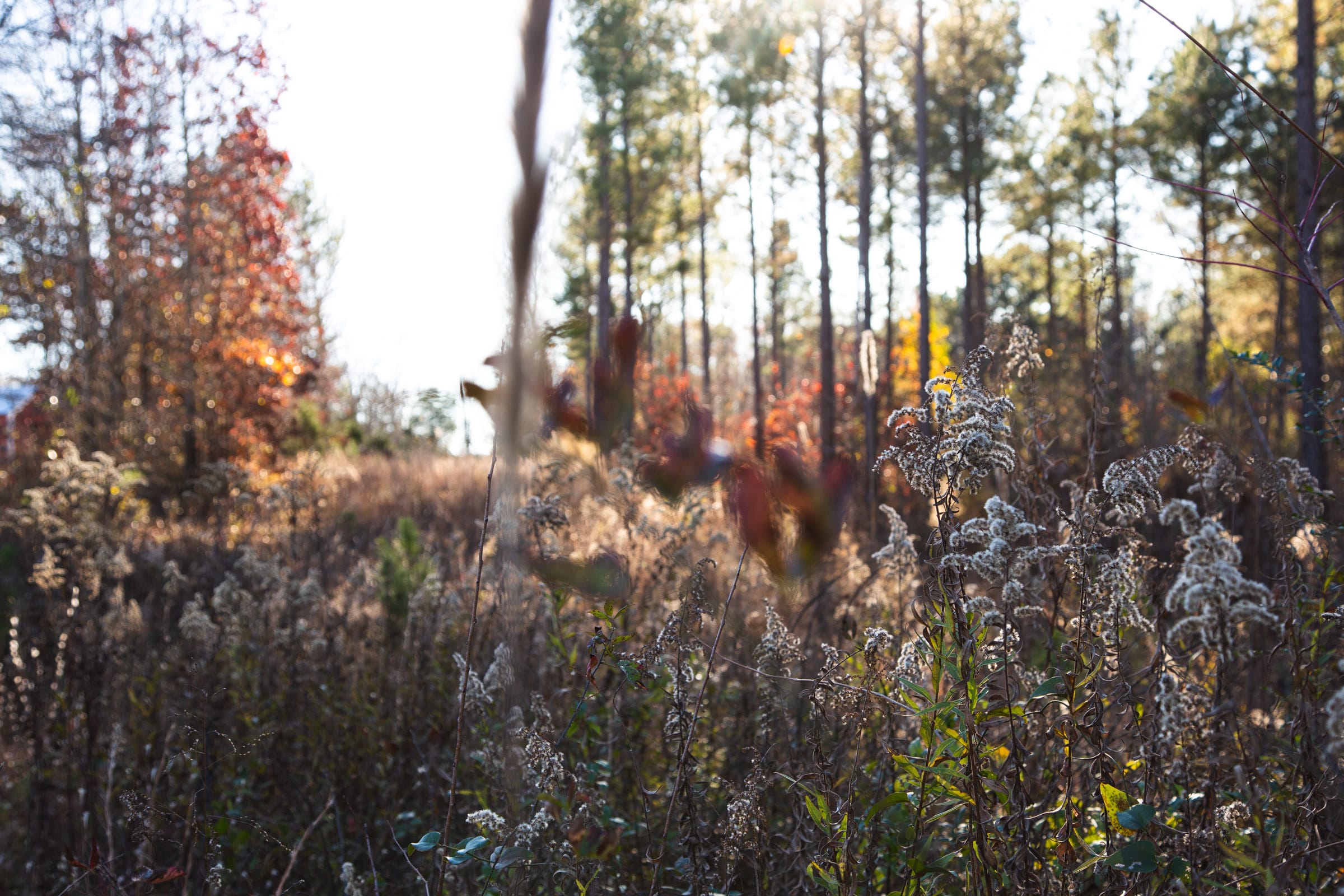 Whetstone Pines photo 5