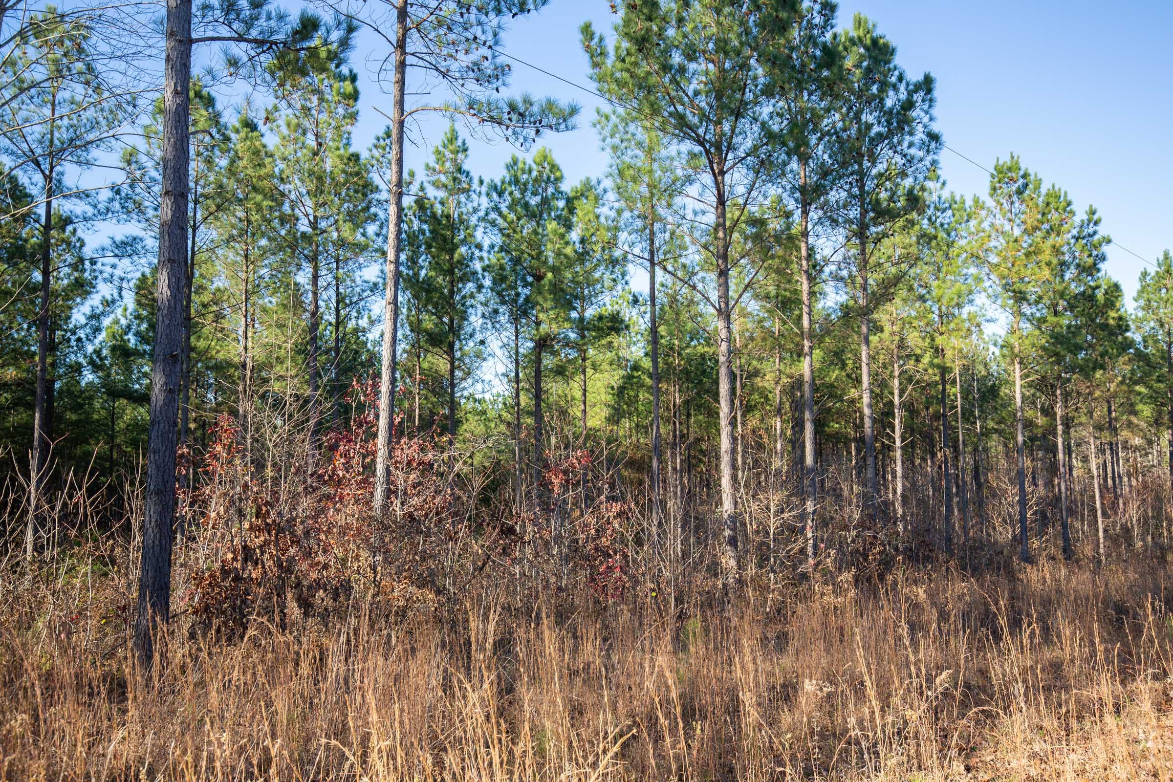 Whetstone Pines photo 1