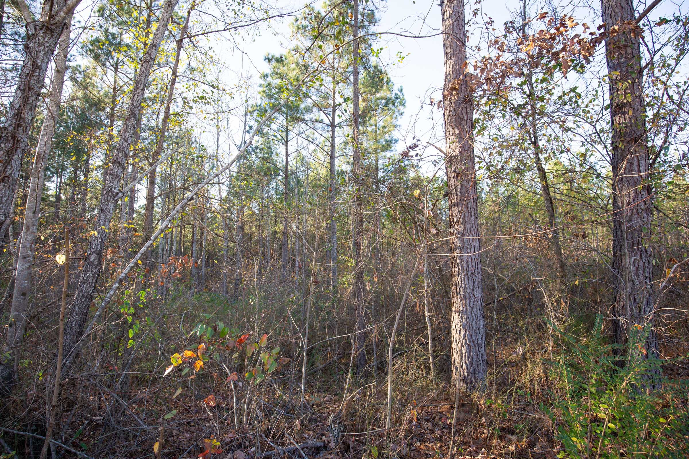 Whetstone Pines photo 6