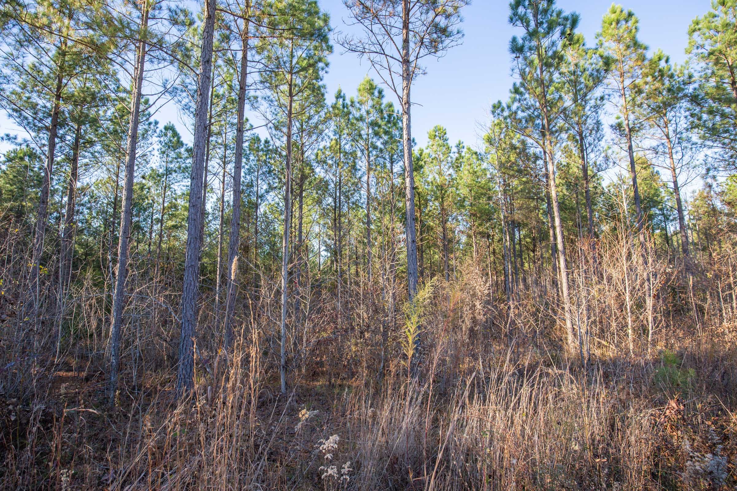 Whetstone Pines photo 4