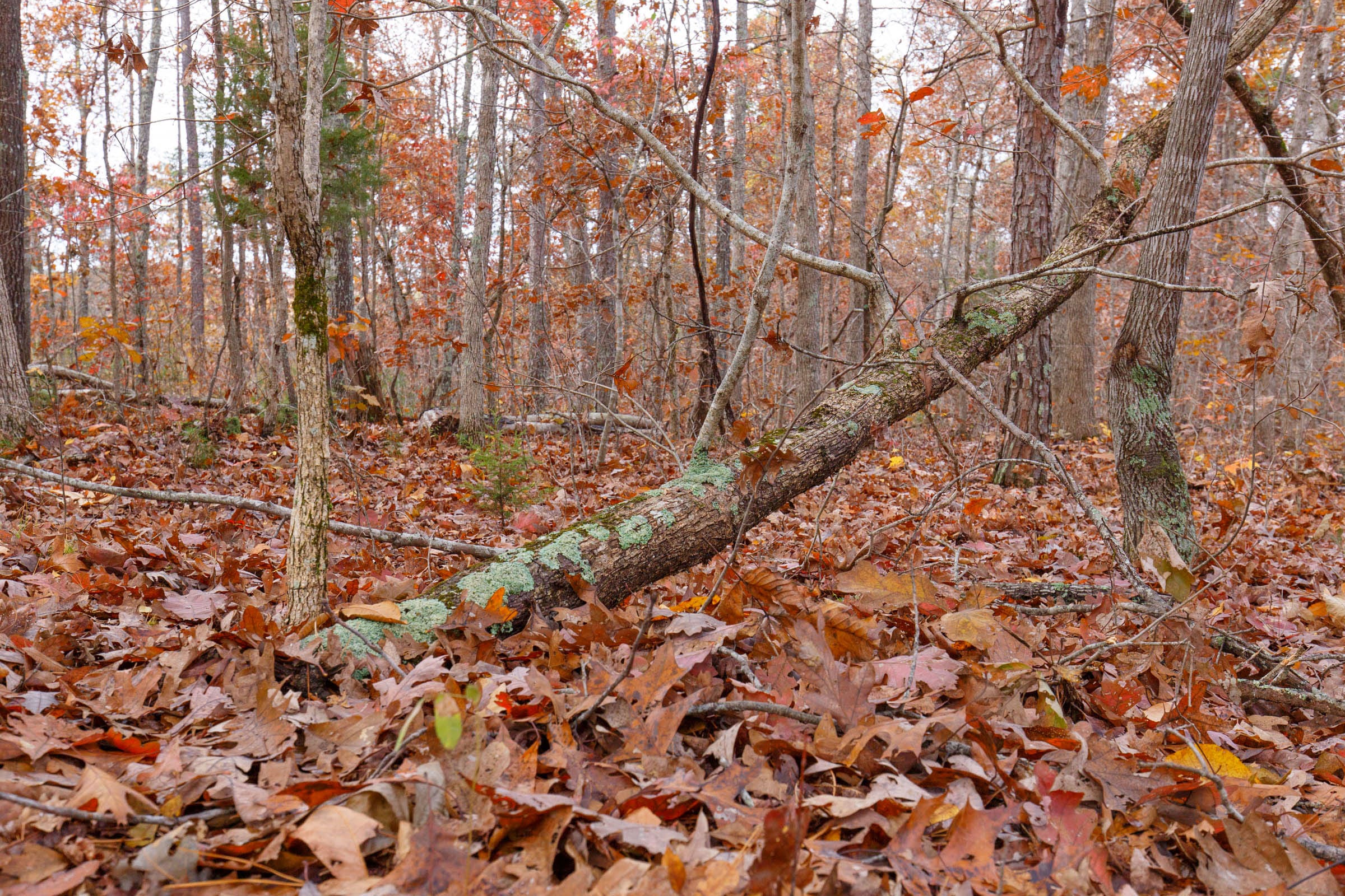 Hawkcrest photo 26