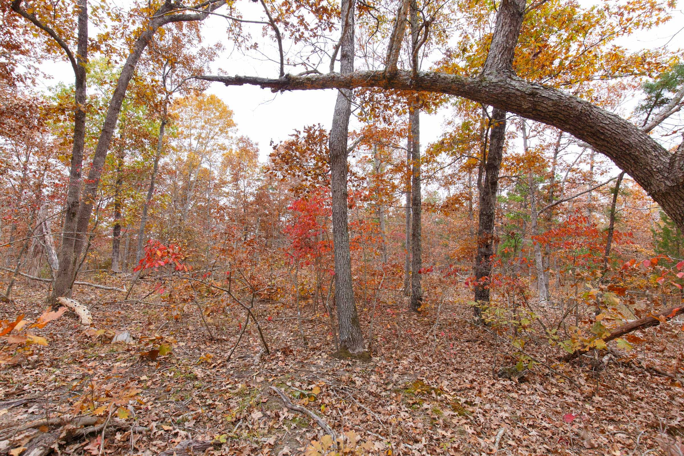 Hawkcrest photo 14