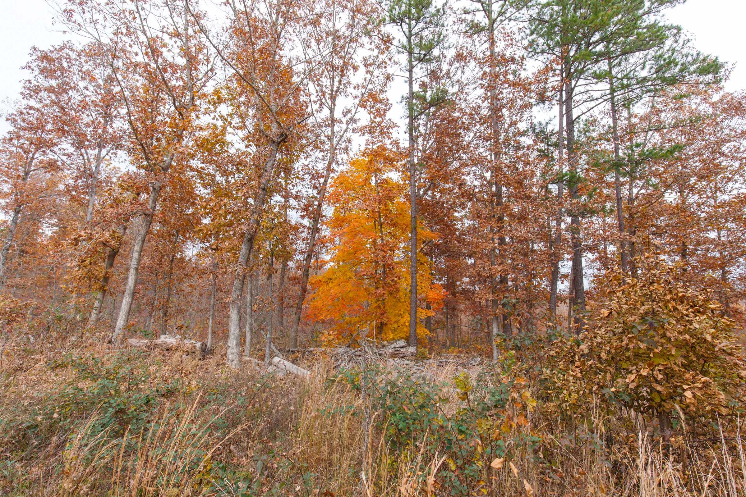 Hawkcrest photo 12