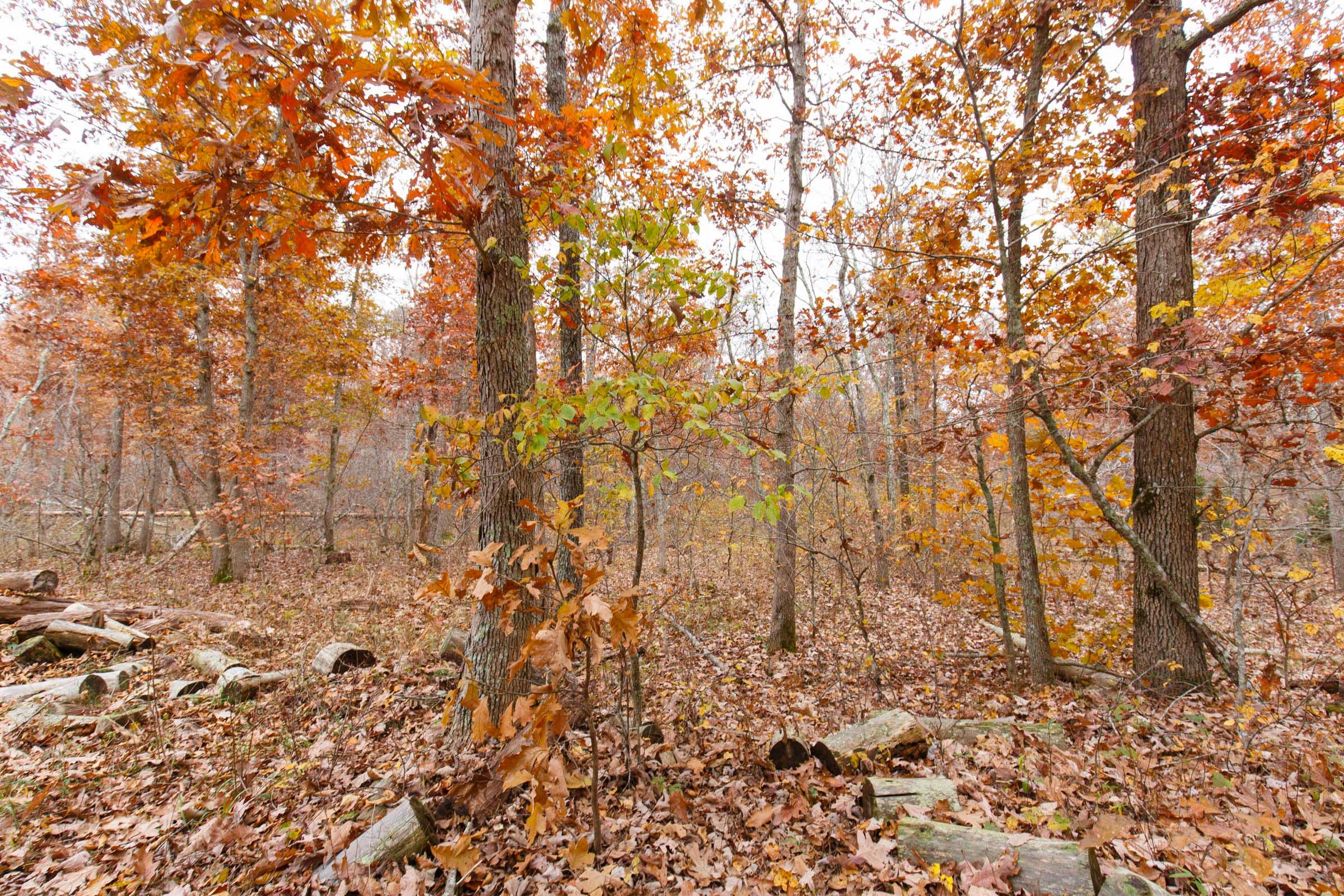 Hawkcrest photo 19