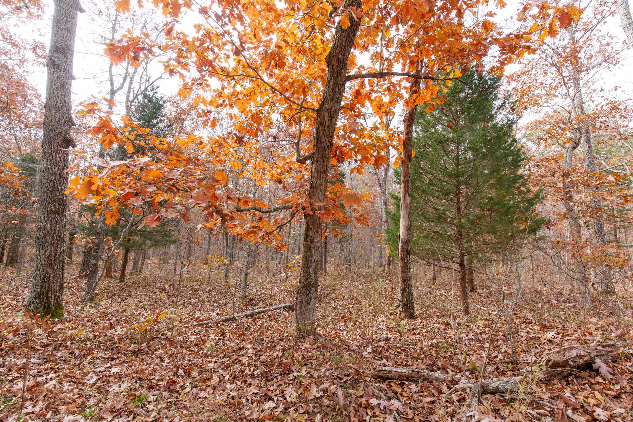 Hawkcrest photo 21