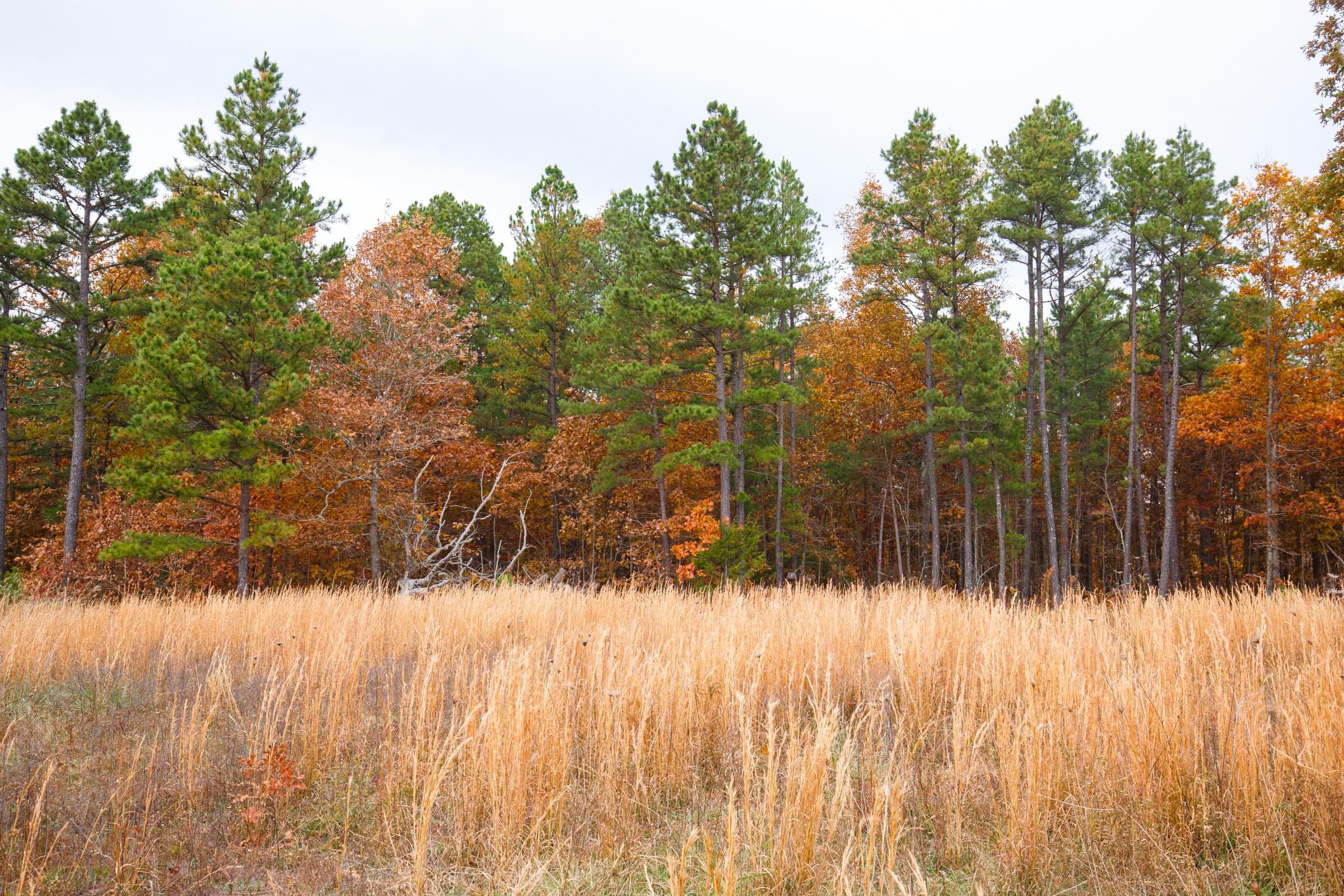Hawkcrest photo 13