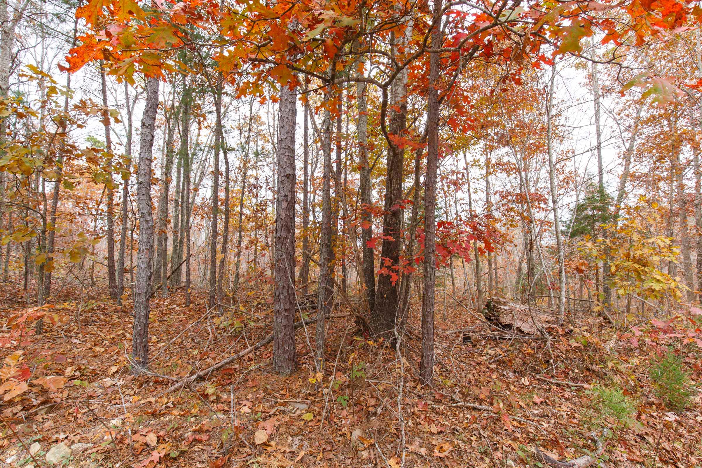 Hawkcrest photo 11