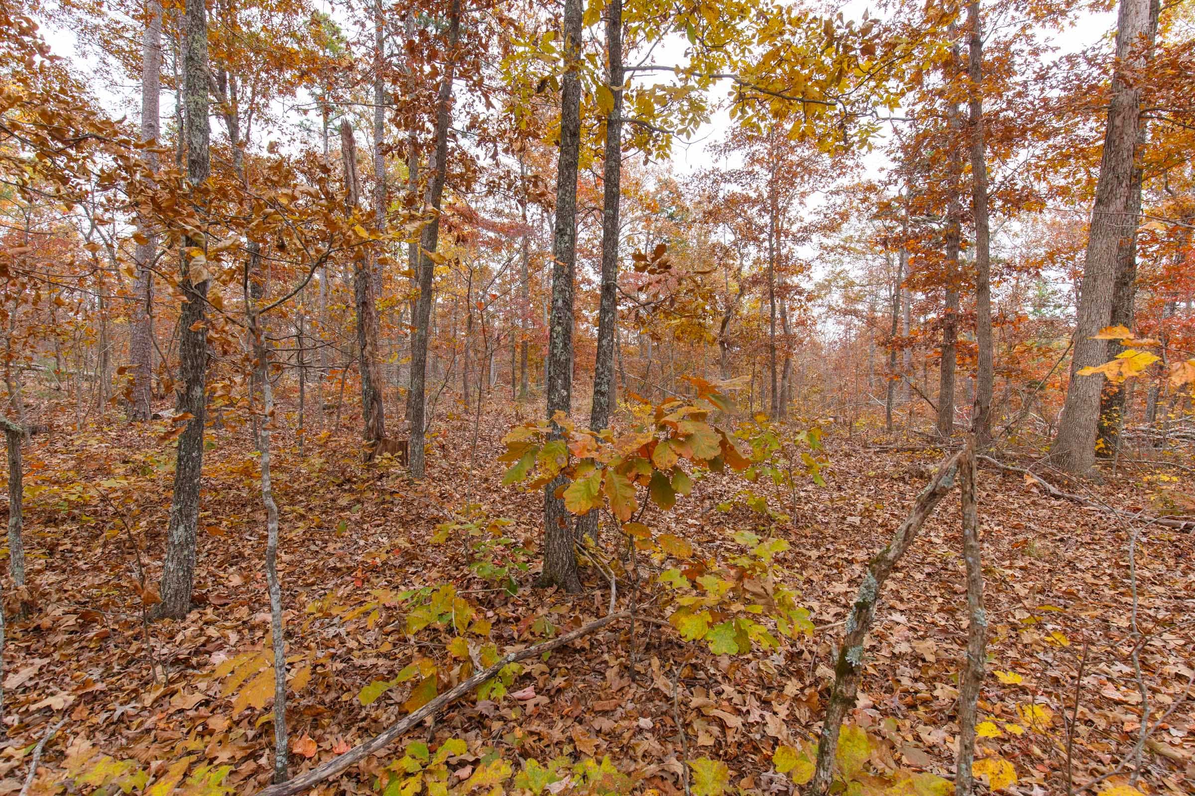 Hawkcrest photo 16