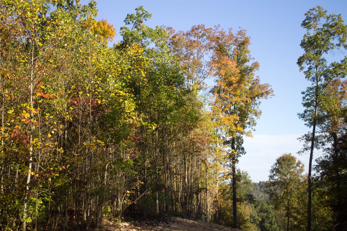 Black Oak Ranch photo 5