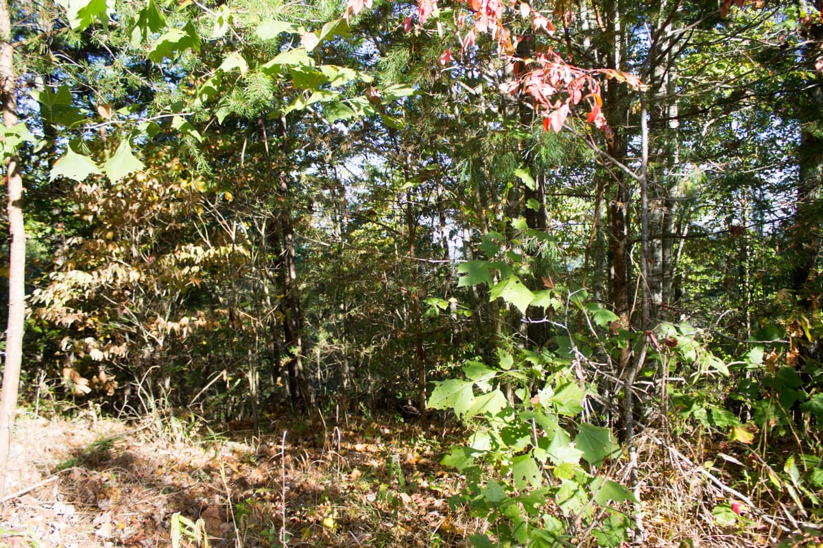 Black Oak Ranch photo 6
