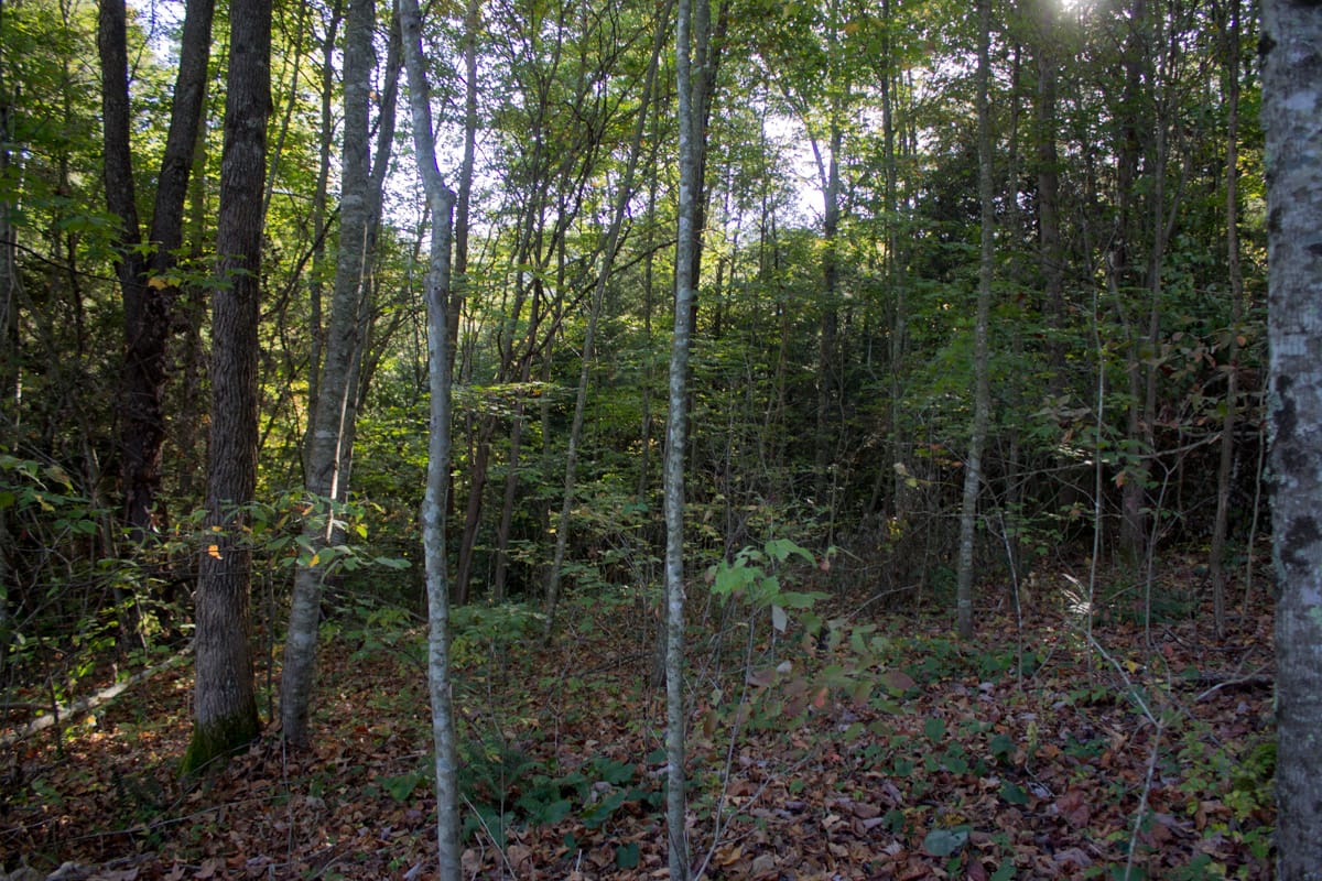 Black Oak Ranch photo 7