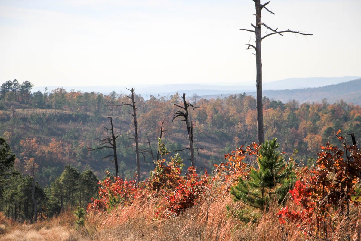 Stone Creek Phase III photo 23