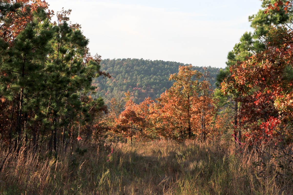 Stone Creek Phase III photo 26