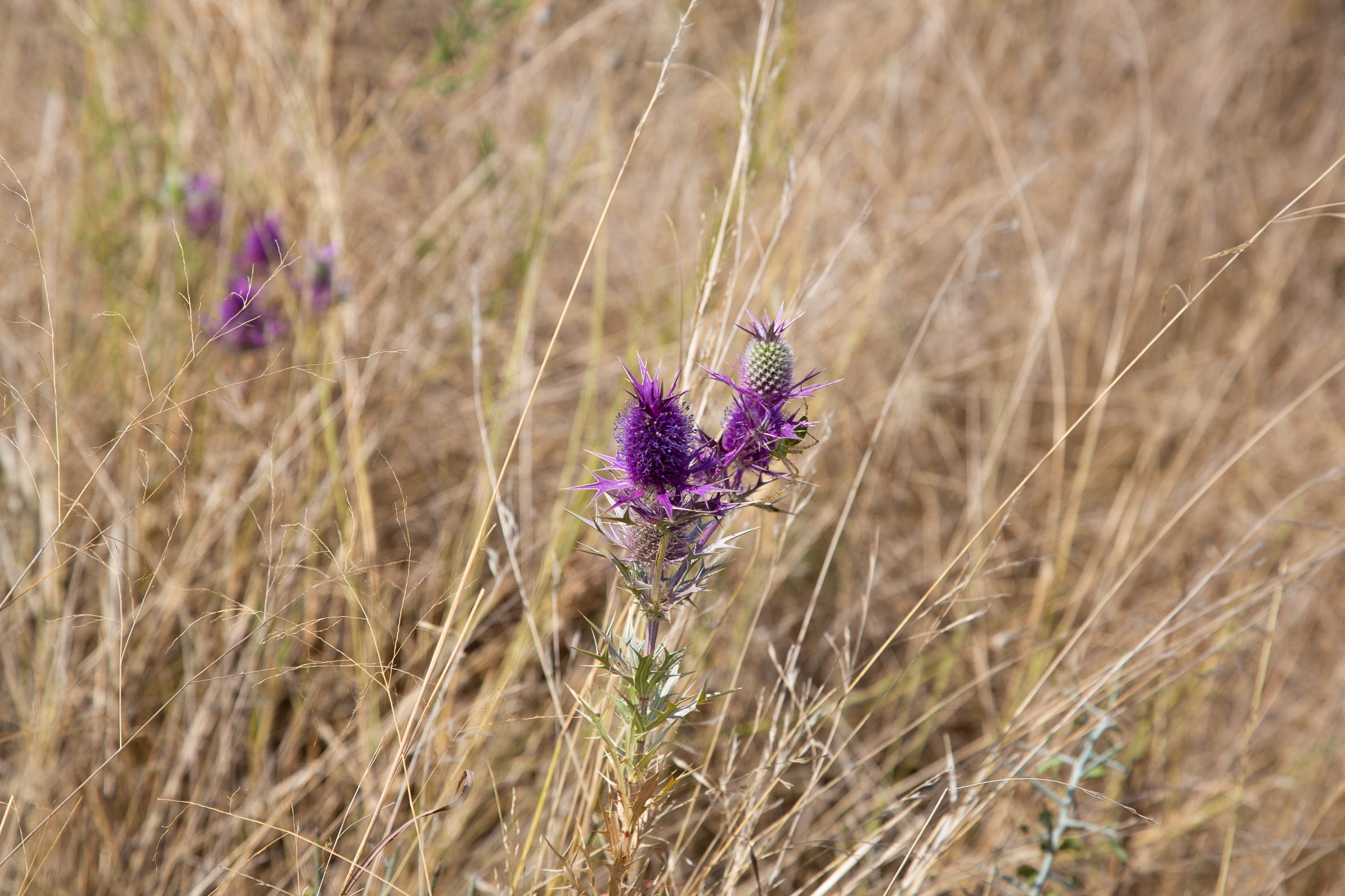 Hunter’s Ranch photo 2