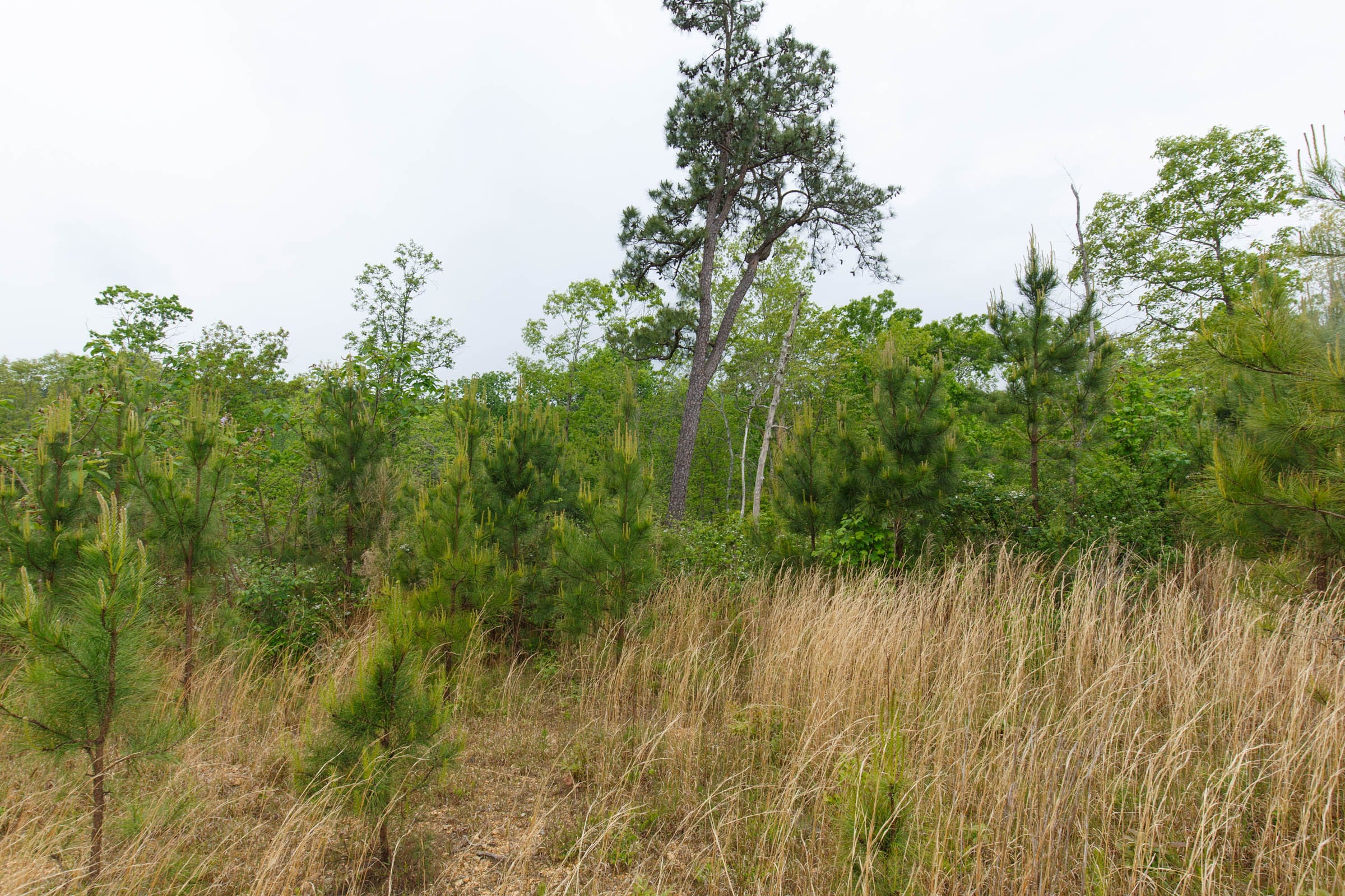 Red Barn Ranch Tract 36 photo 4