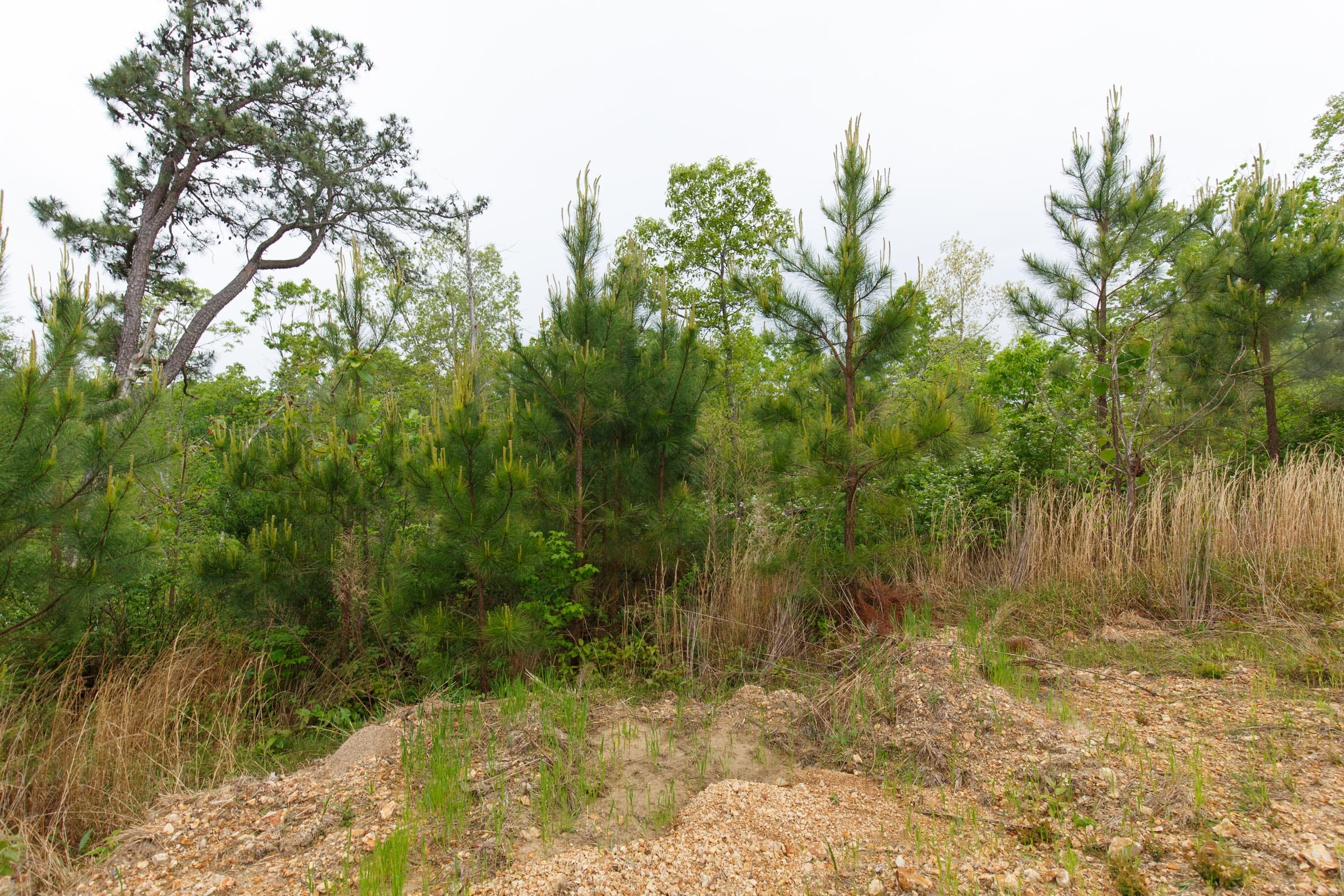 Red Barn Ranch Tract 36 photo 3